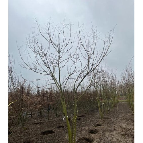 Kinesträd - Koelreuteria paniculata 300-350 MS